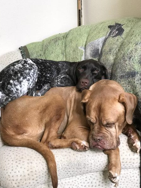 /Images/uploads/Southeast German Shorthaired Pointer Rescue/segspcalendarcontest2018/entries/8854thumb.jpg